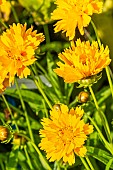 Golden Tickseed, Coreopsis tinctoria Early Sunrise, fleurs