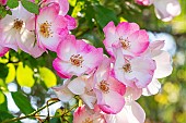 Modern hybrid rose, Rosa Rush Breeder : Lens (BEL) 1986, flowers