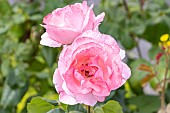 Rose floribunda, Rosa Queen Elisabeth Breeder : Lammerts (USA) 1954, flowers