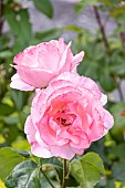 Rose floribunda, Rosa Queen Elisabeth Breeder : Lammerts (USA) 1954, flowers