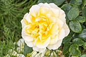 Modern hybrid rose, Rosa Sunstar Breeder: Kordes (GER) 2001, flowers