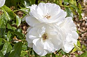 Rose Iceberg, Rosa Fée des Neiges Breeder : Kordes (GER) 1958, flowers