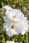 Rose Iceberg, Rosa Fée des Neiges Breeder : Kordes (GER) 1958, flowers