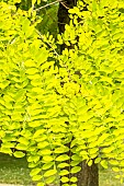 Black Locust, False acacia, Robinia pseudoacacia Frisia, foliage