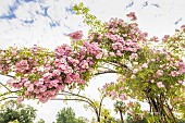 Hybrid climbing rose of Rosa multiflora, Rosa Rush Rambler Breeder: Lens (BEL) 1983, in bloom