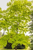 Black Locust, False acacia, Robinia pseudoacacia Frisia