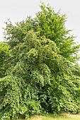 European Beech, Fagus sylvatica