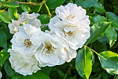 Rosa Ice Meillandécor Breeder: Meilland (FRA) 1996, flowers