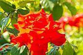 Hybrid tea rose, Rosa Grande Amore Breeder : Kordes (GER) 2005, flower