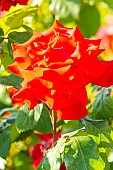 Hybrid tea rose, Rosa Grande Amore Breeder : Kordes (GER) 2005, flower