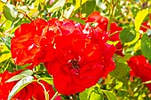 Modern hybrid rose, Rosa Sommerabend Breeder: Kordes (GER) 1995, flowers