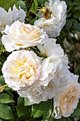 Rosier floribunda, Rosa Kosmos Breeder: Kordes (GER) 2007, flowers