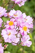 Rosa rugosa hybrid rose, Rosa Lavender Dream Breeder: Interplant 1984, flowers