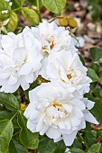 Rose floribunda, Rosa Carte Blanche Breeder: Meilland (FRA) 1999, flowers