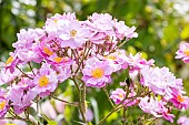 Rosa rugosa hybrid rose, Rosa Lavender Dream Breeder: Interplant 1984, flowers