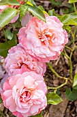 Grouped-flower rose, Rosa Botticelli Breeder: Meilland (FRA) 2004, flowers