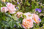 Grouped-flower rose, Rosa Botticelli Breeder: Meilland (FRA) 2004, flowers