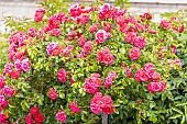 Modern hybrid rose, Rosa Anadia Breeder : Meilland (FRA) 2000, flowers