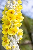 Giant Silver Mullein, Verbascum bombyciferum; flowers