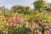 Rosa Douceur Normande Breeder : Meilland (FRA) 1993, Roseraie de lEcole du Breuil, Paris, France