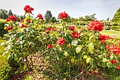 Hybrid tea rose, Label ADR rose, Rosa Grande Amore Breeder : Kordes (GER) 2005, flowers