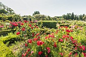 Modern hybrid rose, Rosa Sommerabend, Rosa Grande Amore , Roseraie de lEcole du Breuil, Paris, France