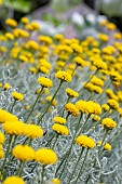 Cotton lavender (Santolina chamaecyparissus) flowering