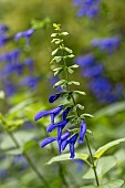 Blue anise sage (Salvia guaranitica) Blue Enigma