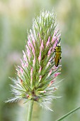 Jewel beetle (Anthaxia hungarica) on Narrow clover (Trifolium angustifolium) inflorescence, Gard, France