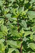 Gingermint (Mentha x gracilis)