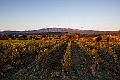 Mont Ventoux and vineyards in autumn, France