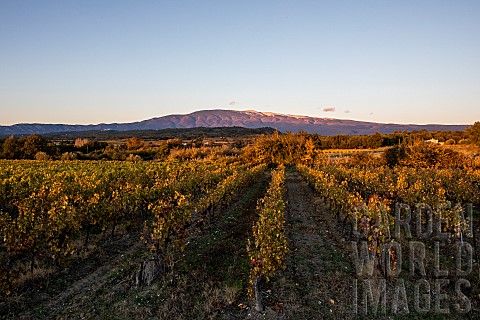 Mont_Ventoux_and_vineyards_in_autumn_France