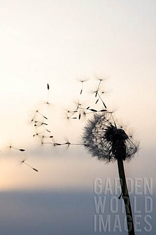 Dandelion_seeds_blowing_in_the_wind_at_dusk_France