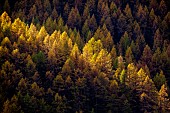 Larch in autumn, Ubaye valley, Alpes de Haute Provence, France