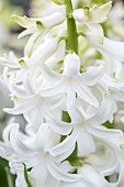 White Hyacinth (Hyacinthus orientalis)