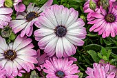 Pink and white African daisy (Osteospermum ecklonis)