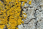 Common orange lichen (Xanthoria parietina) and Rosette lichen (Physcia sp.) on Oak bark, Bouches-du-Rhone, France