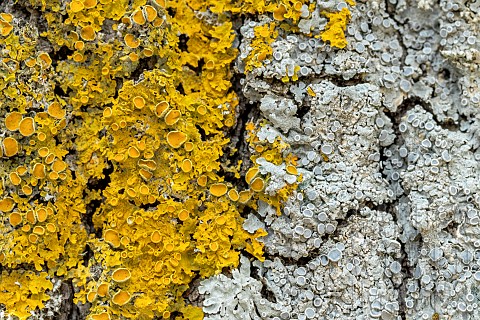 Common_orange_lichen_Xanthoria_parietina_and_Rosette_lichen_Physcia_sp_on_Oak_bark_BouchesduRhone_Fr