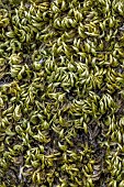 Silky wall feather-moss (Homalothecium sericeum) at dry stage, Gard, France