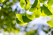 Ginkgo (Ginkgo biloba) leaves in spring