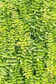 Japanese pagoda tree, Sophora japonica Pendula, foliage
