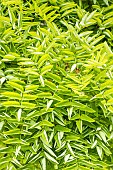 Japanese pagoda tree, Sophora japonica Pubescens, foliage