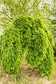 Japanese pagoda tree, Sophora japonica Pendula