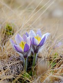 Pulsatilla vernalis also called arctic violet, lady of the snows growing in the high mountains of the Engadin in the Samnaun mountains. Europe, Switzerland, Lower Engadine, Alp Laret, spring