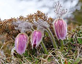 Pulsatilla vernalis also called arctic violet, lady of the snows growing in the high mountains of the Engadin in the Samnaun mountains. Europe, Switzerland, Lower Engadine, Alp Laret, spring