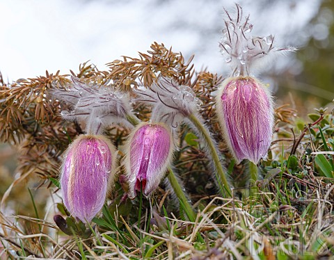 Pulsatilla_vernalis_also_called_arctic_violet_lady_of_the_snows_growing_in_the_high_mountains_of_the