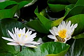 Green frog with its Syrphid and Dragonfly prey on a white water lily in bloom, Jean-Marie Pelt Botanical Garden, Nancy, Lorraine, France