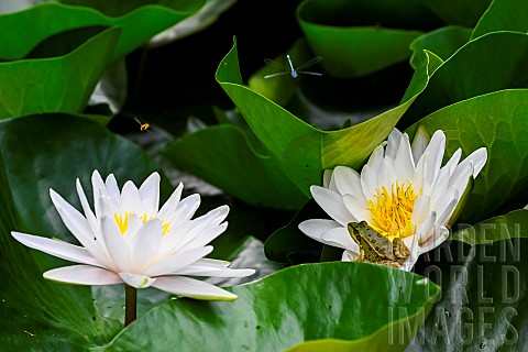 Green_frog_with_its_Syrphid_and_Dragonfly_prey_on_a_white_water_lily_in_bloom_JeanMarie_Pelt_Botanic