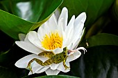 Green frog chasing a hoverfly with its tongue, Jean-Marie Pelt Botanical Garden, Nancy, Lorraine, France