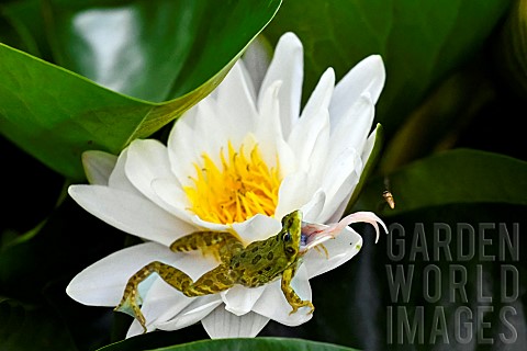 Green_frog_chasing_a_hoverfly_with_its_tongue_JeanMarie_Pelt_Botanical_Garden_Nancy_Lorraine_France